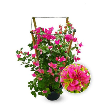 Bougainvillea Pink